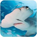 锤头鲨模拟器  v1.0.1