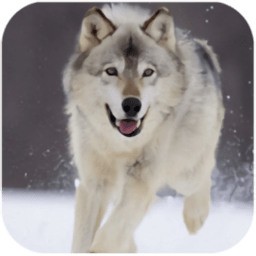 狼狗模拟器手游手机  v1.0.5